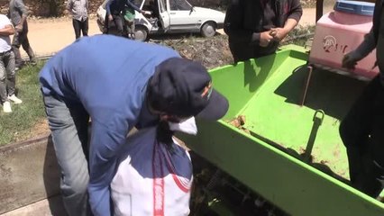 Faydalı böcek yetiştiriciliği için ekilen patatesler hasat ediliyor