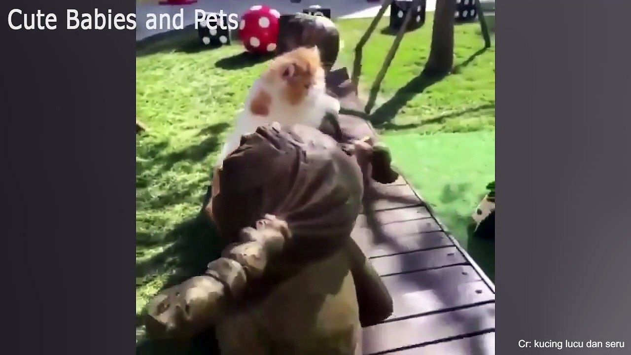 CATS Cute will make you LAUGH YOUR HEAD OFF Funny CAT compilation ...