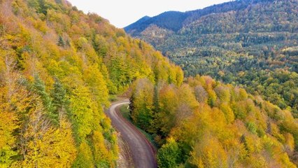 Düzce'nin ormanlarında sonbahar renkleri