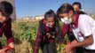 Okulda hasat sevinci... Öğrenciler okulda yetiştirdikleri ürünü hasat etti