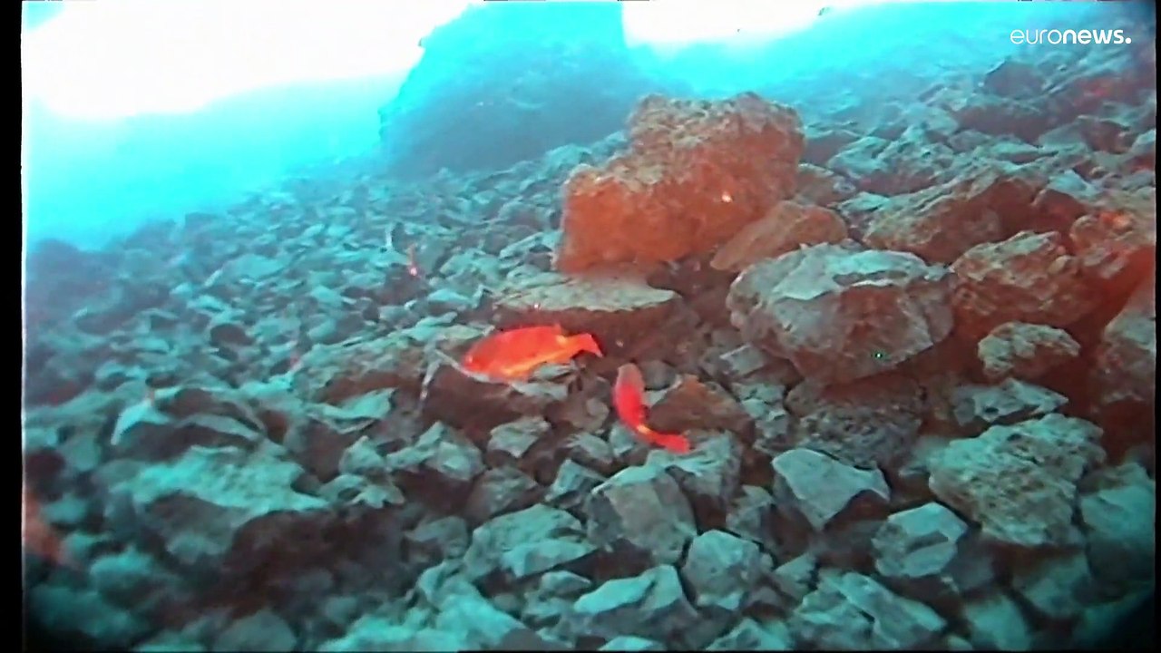 La Palma: Fische fliehen vor Lava