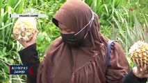 Agrowisata Kebun Nenas di Desa Tangkit Baru