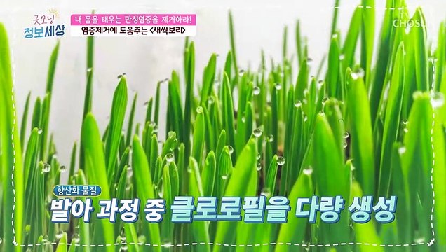 만성염증 제거에 도움 주는 새싹보리 TV CHOSUN 211026 방송