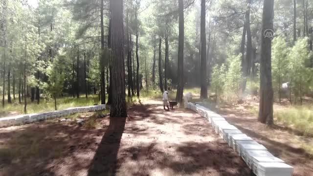 Taşımayla kurulan basralı çam alanları nda sezonun ilk bal hasadı yapıldı