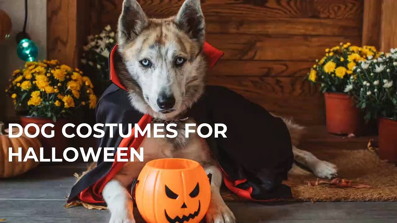 Dog Costumes For Halloween