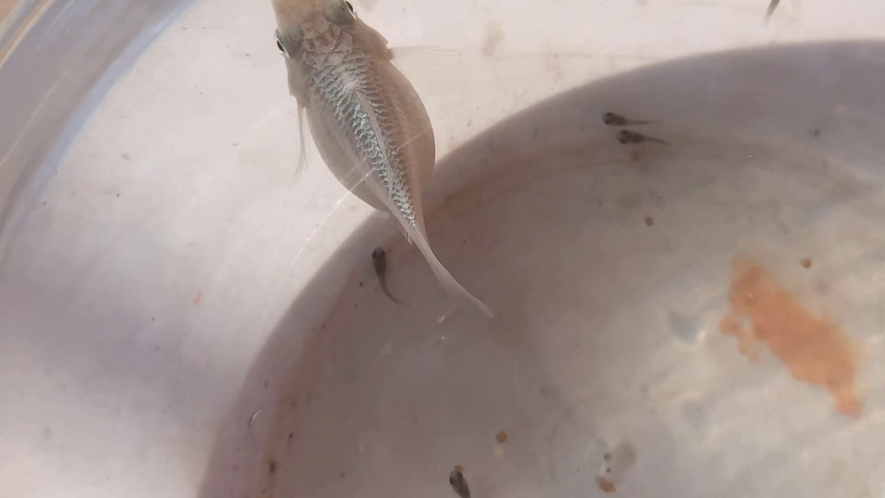 Molly Fish giving live birth live on camera