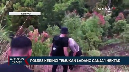Polres Kerinci Temukan Ladang Ganja 1 Hektar