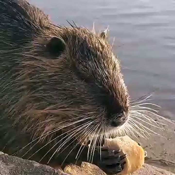 चूहा को इंग्लिश मैं rat और mouse दोनों क्यों कहा जाता है