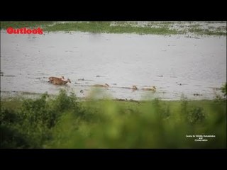 Assam Floods: Hog Deer Seek Refuge In Highlands