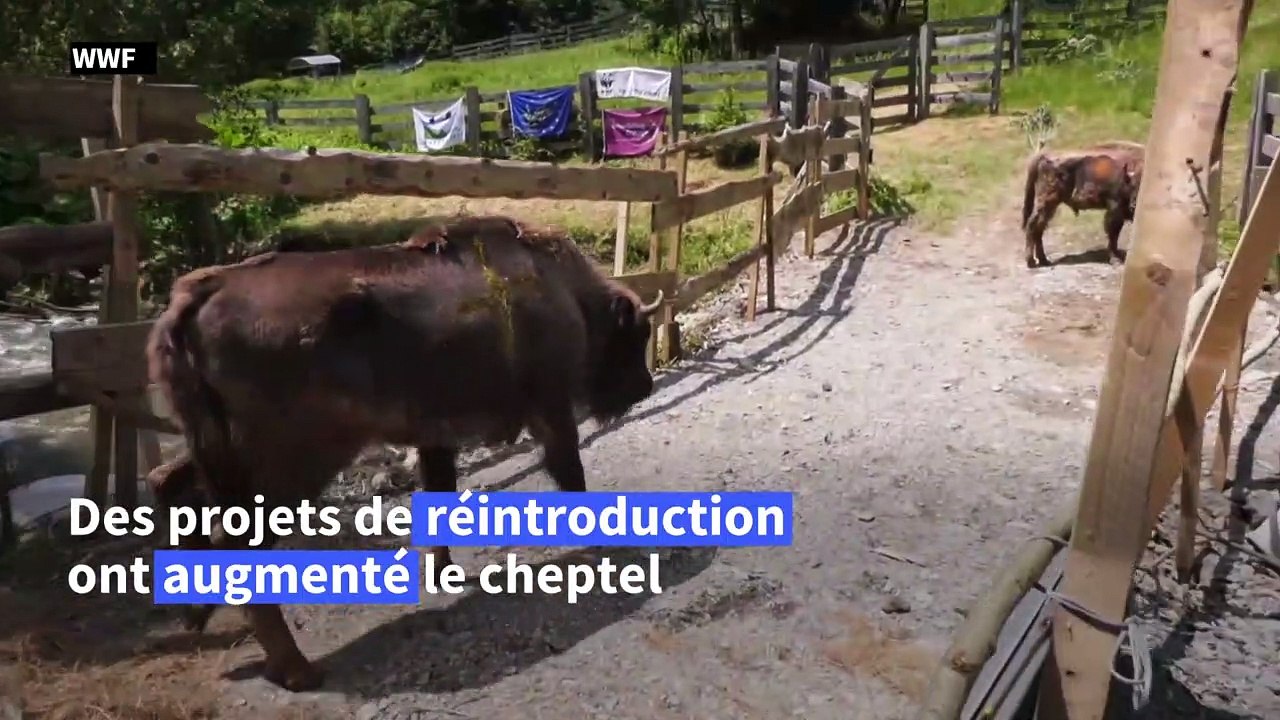 Roumanie: rescapés de l'extinction, les bisons sont les nouveaux rois des Carpates