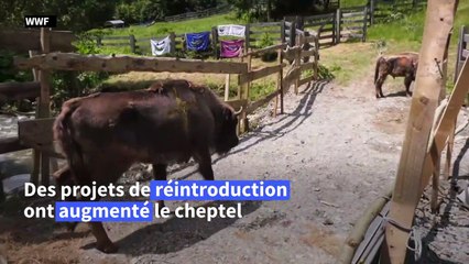 Roumanie: rescapés de l'extinction, les bisons sont les nouveaux rois des Carpates