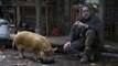 PIG : bande-annonce VOST, avec Nicolas Cage (au cinéma le 27 octobre)