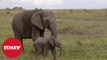 La caza furtiva está provocando que los elefantes nazcan sin colmillos