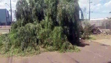 Moradores reclamam de árvore caída no Bairro Esmeralda em Cascavel
