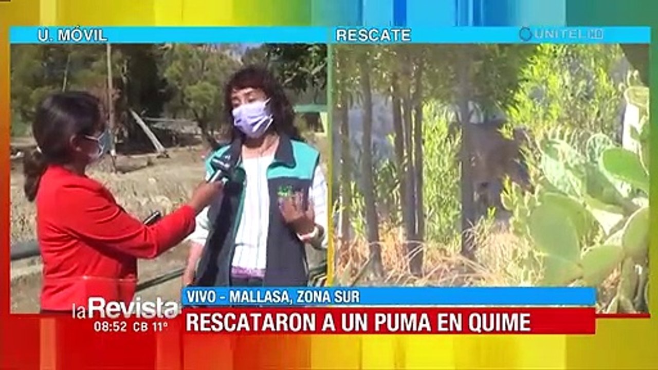 La Paz: Puma rescatado se encuentra en cuarentena en el parque Vesty Pakos