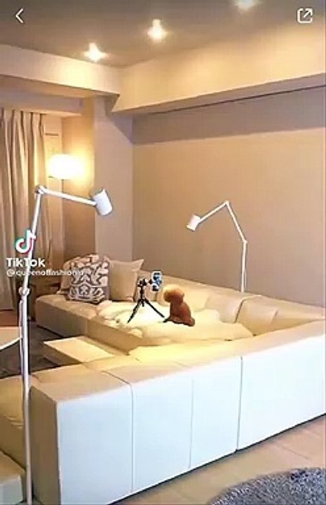 Anjing masa kini