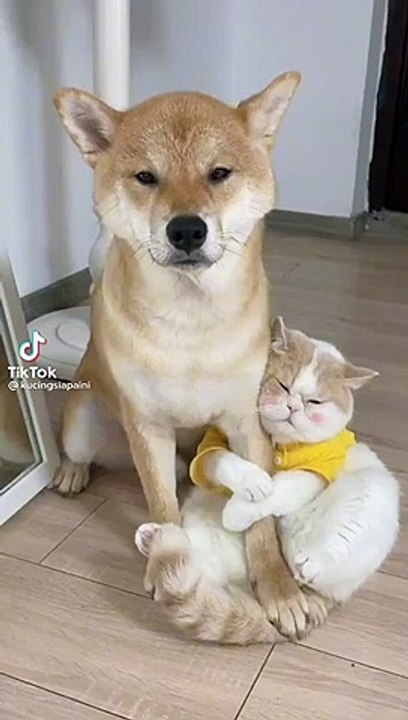Persahabat kucing dan anjing