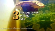 How To Know Betta Fish Pair Have Laid Eggs (Finished Spawning)