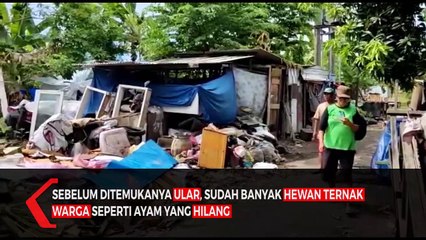 Heboh Warga Surabaya Temukan Ular Piton Pemakan Ternak