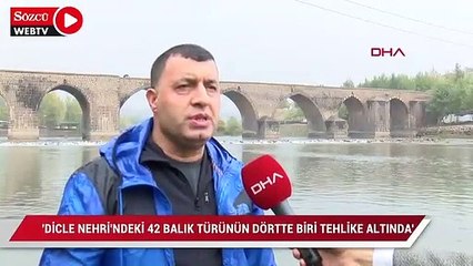 Zooloji Profesörü Satar: Dicle Nehri'ndeki 42 balık türünün dörtte biri tehlike altında