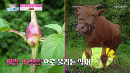 100세 시대 必 관절 건강 지키는 비책 『○○』 TV CHOSUN 211103 방송