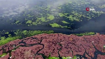İzmir Körfezi Deniz marulundan kurtulamıyor