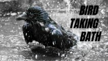 Crow Bird Taking Bath | Bird Baths In Gardens | Kingdom Of Awais
