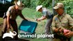 3 grandes resgastes de animais feitos por guardas | Patrulheiros da Natureza | Animal Planet Brasil