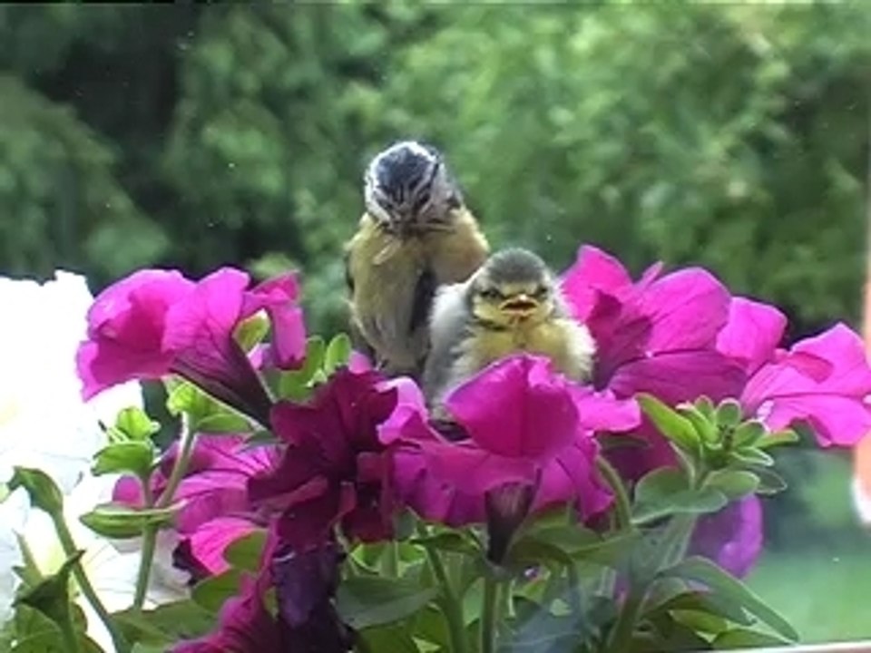 L'oisillon et les fleurs
