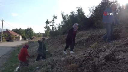 Çıntar mantarı avcıları iş başında