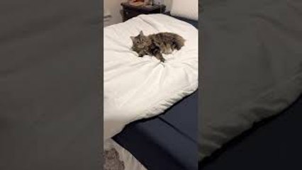Playful Kitty Busted Doing Bunny Kicks