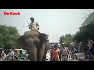 Missing Elephant 'Laxmi' Found After 2 Months In Delhi, Mahout Detained