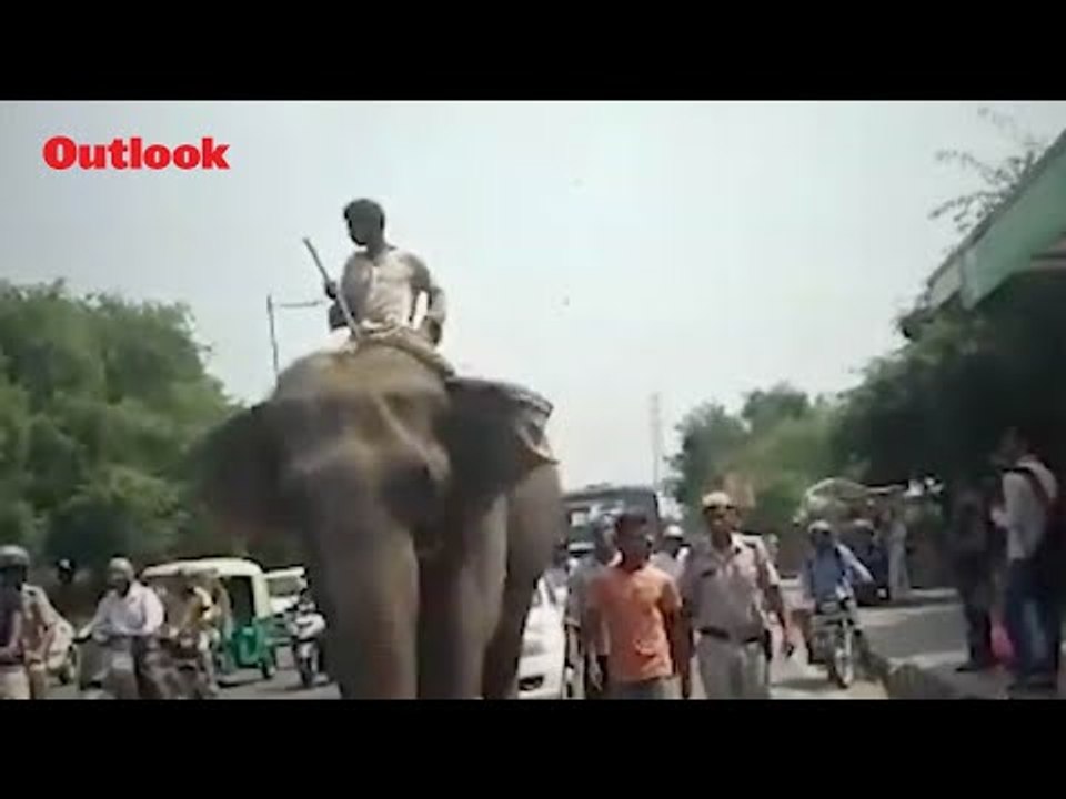 Missing Elephant 'Laxmi' Found After 2 Months In Delhi, Mahout Detained