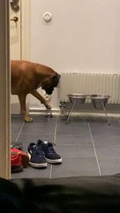 Boxer Rings Bell for Service