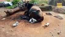 Una vaca se convierte en madre adoptiva de siete cachorros huérfanos