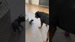 Puppy French Bulldog Chases Rottweilers