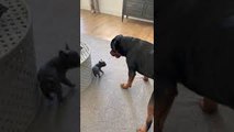 Puppy French Bulldog Chases Rottweilers