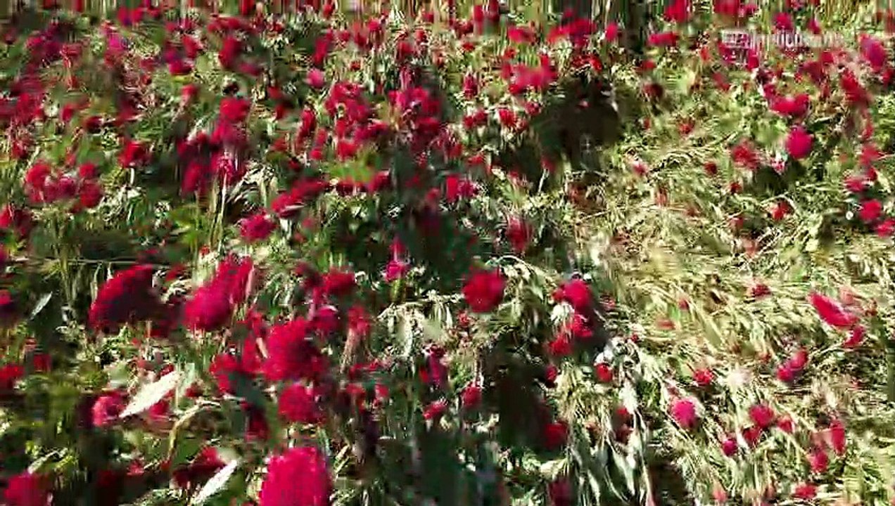 Loma Blanca también es productor de flor de cempasúchil