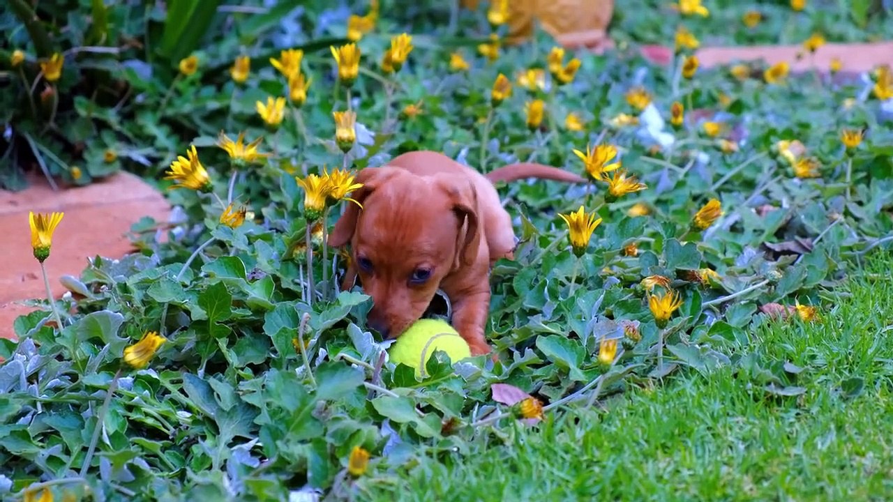THE ONE WITH CUTE AND FUNNY DOGS