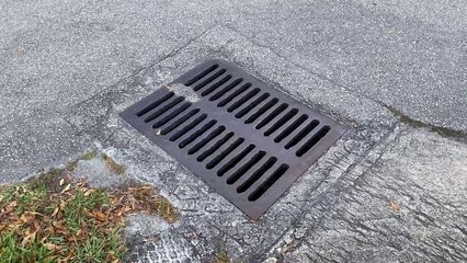 Live Alligator Found in Storm Drain