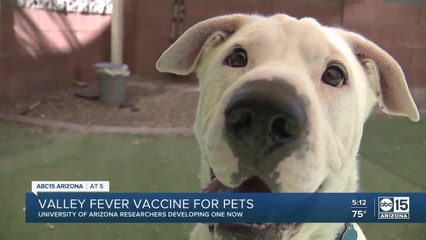 Arizona researchers successful in canine Valley Fever vaccine tests
