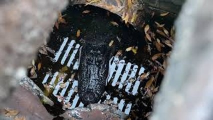 Live Alligator Found in Storm Drain
