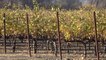 California vineyards go straight from defending against wildfires to fighting excessive rain