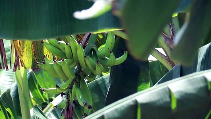 Erha's Plan For The National Care Fair