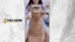 Funny cat  Cute Cat  Kucing Lucu  Kucing Imut  | 30 Cat Videos From Tiktok & Reels | #EPISODE7