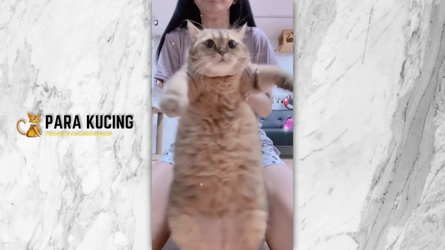 Funny cat Cute Cat Kucing Lucu Kucing Imut | 30 Cat Videos From Tiktok & Reels | #EPISODE7