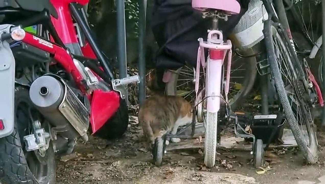 真剣に食事をする姿