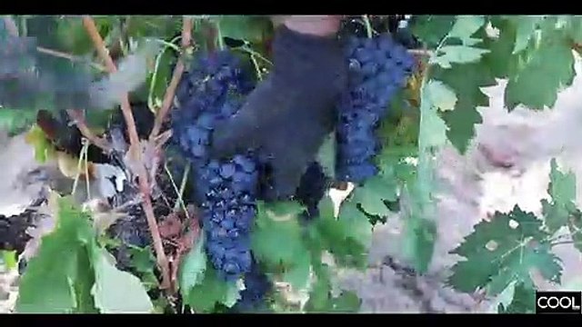 Las bodegas Nexus & Frontaura, vinos de alma apasionada a orillas del Duero