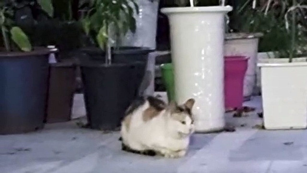 正体不明の猫