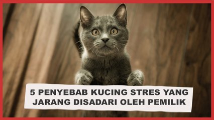 5 Penyebab Kucing Stres yang Jarang Disadari Oleh Pemilik